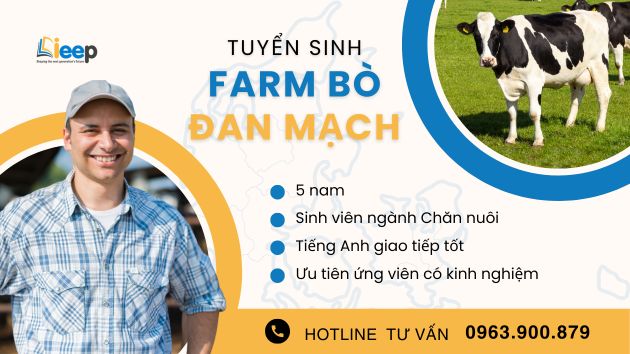 farm bò đan mạch.jpg
